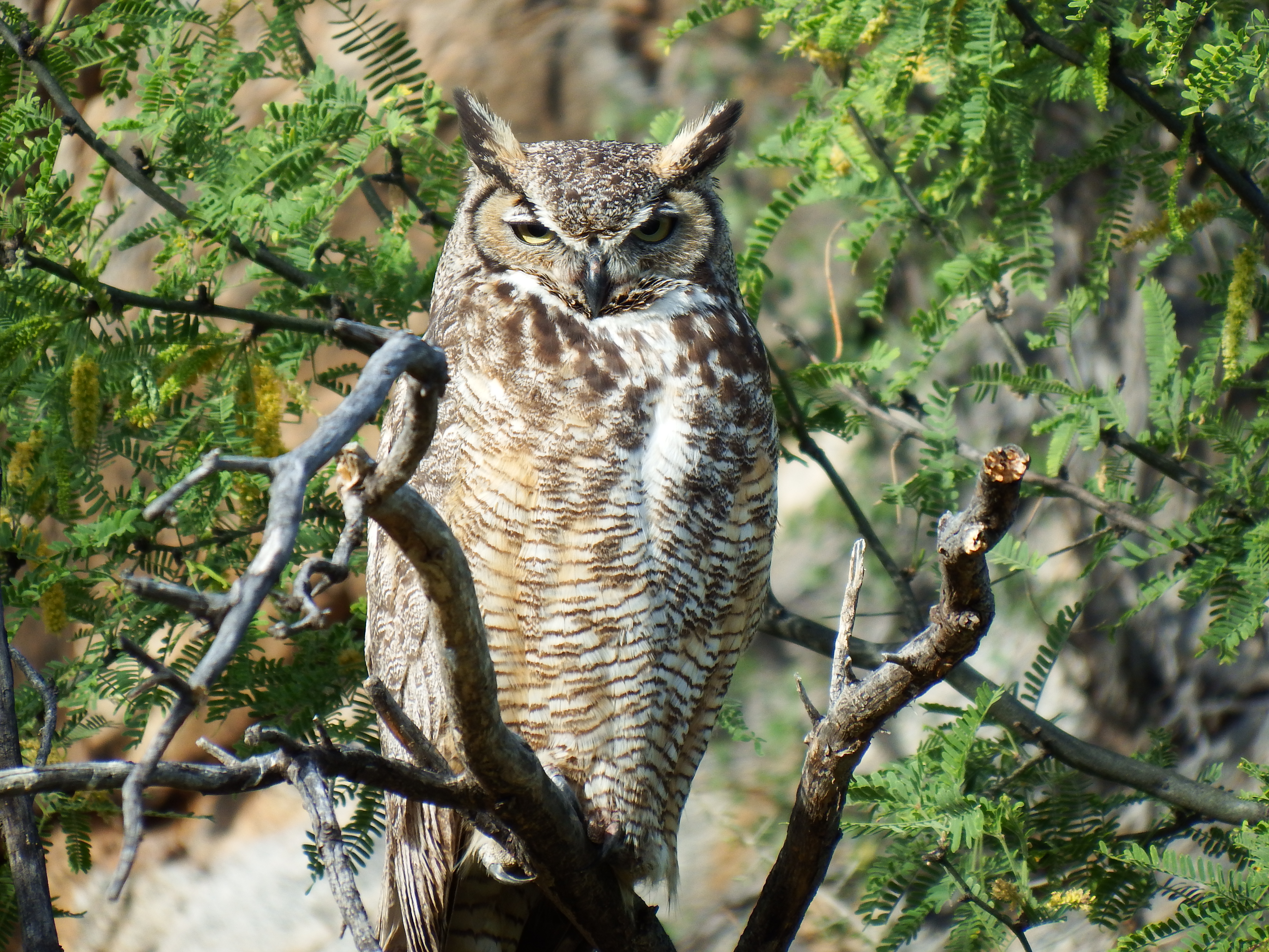 Birding at Catalina State Park