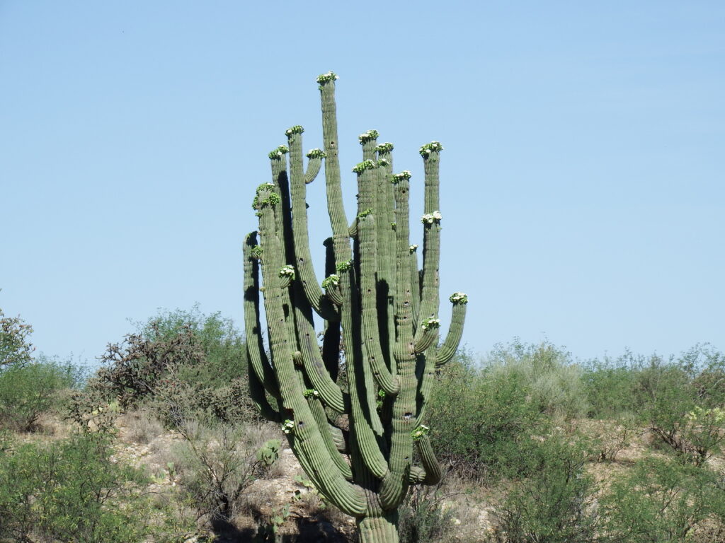 Saguaro in Bloom