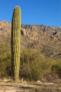 R-3 - Romero Ruins Trail...Description: tall cactus with mountains in the background... GPS Coordinates: N 32.422 W -110.917