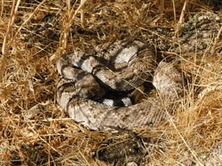 Rattlesnake Picture