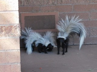 Skunks