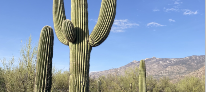 Saguaro Adopted in Honor of Sharon McCarley