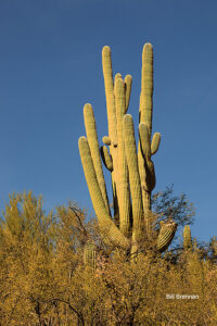 This saguaro is adopted in memory of John Harrison, who loved hiking and cycling in the Tucson area during the 19 years he lived here. We love you John/Dad/Papa D! Barbie, Jessica, Amy, Josh, David, Jacob & Benjamin. (N-1)