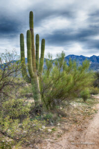This majestic saguaro is adopted by Andrew R. Whipple in honor of his friend, and sister in faith, Kathleen Maura Griffin. Kathleen knows the meaning of deep friendship, joy in living and how to celebrate life amidst the grand beauty of Catalina State Park (50-1).