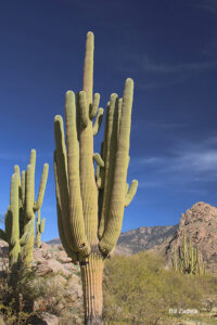 Grand Daddy Saguaro C-8 Canyon Loop Trail... Location: North side of trail... Description: 1 Quintessential Grand Daddy Saguaro's... Height: 30’... Number of arms: 4+... GPS coordinates: N 32.43095 W -110.90092