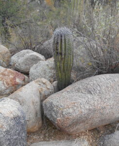 Please choose another one as this Baby Saguaro has been adopted by Gary and Pam Ludwig... Her name is "Susie" (C-7)