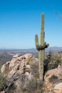 For my Mom, Elanor Green Phillips, who loved the Saguaro Cacti and Mountains so very very much!!!
