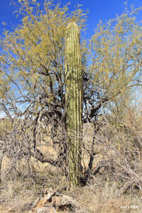 C-4 Canyon Loop Trail... Location: North West side of trail... Description: Hidden inside a Nurse tree (Mesquite)... Height: 10ΓÇÖ... Number of arms: Spear... GPS coordinates: N 32.42667 W -110.8983
