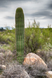 50-14 50-Year Trail... Location: West side of trail... Description: Single trunk cactus... Height: 10ΓÇÖ... Number of arms: Spear... GPS coordinates: N 32.432817 W -110.923636