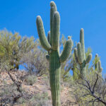 For Christy- the saguaro mom of the year (Br-9+ adopted)