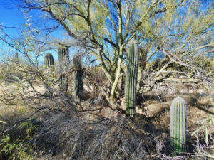 50-22 50-Year Trail... a family of saguaros... GPS coordinates: N 32.25955 W -110.55493