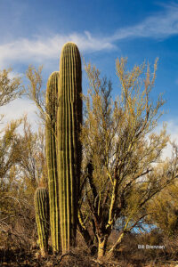 Please choose another Saguaro as this one has been adopted by the Haas Family. (N-3)