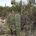 Br-2 Bridle Trail...Location: North West side of trail... Description: Single Trunk Cactus Height: Approx. 5ΓÇÖ... Number of arms: Spear... GPS Coordinates: N 32.42657561 W -110.9078588