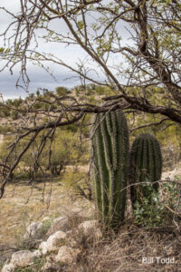 50-2 50-Year Trail... Description: pair of saguaros, nestled under a tree... GPS coordinates: N 32.42987724 W -110.9255717