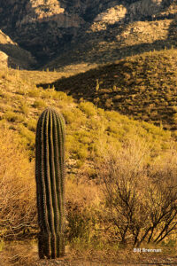 PE-11 Park Entrance... Location: Welcoming you to Catalina State Park... Description: open arms with a warm Welcome.... Saguaro Height: Approx. 16'... Number of arms: Multi... GPS Coordinates: N 32.25051 W 110.55838