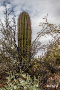 50-9 50-Year Trail... Location: North West side of trail... Description: Short cactus in gray thorn... Height: 4’... Number of arms: Spear... GPS coordinates: N 32.431381 W -110.925955