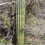 Br-11 Bridle Trail... Location: North side of trail... Description: Single Trunk Cactus Surrounded by Palo Verde Tree...Saguaro Height: Approx. 5'... Number of arms: Spear ... GPS Coordinates: N 32.42970013 W -110.9253356