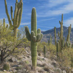 In honor of my Mom, Eleanor Phillips, I am adopting this incredible cactus with a great view of the mountains! She absolutely loved these gentle giants and the mountains!! (Br-10 adopted)