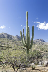 For ZonaCat, who loves Arizona and the desert.
6RCT-4 Romero Canyon... GPS Coordinates: N 32.2525 W -110.53