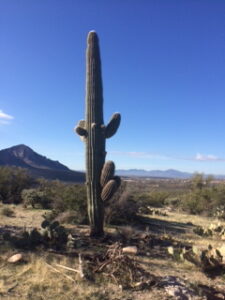 I am amazed at the growth of this special saguaro. I think of Jeffrey every time I pass it. (50-21 adopted)